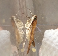 Psara dryalis