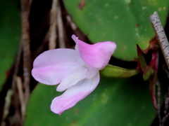 Disa rosea