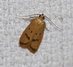 Eulechria subpunctella