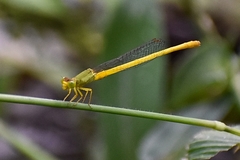 Ceriagrion coromandelianum