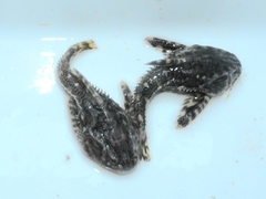 Spotted Raphael Catfish photo 4