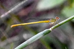 Ceriagrion coromandelianum