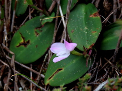 Disa rosea