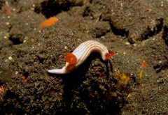 Hypselodoris whitei