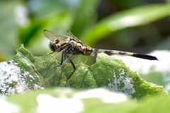 Orthetrum sabina