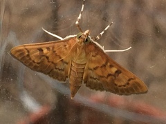 Psara dryalis