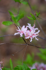 Rhododendron periclymenoides