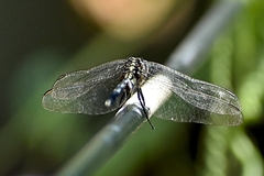 Orthetrum sabina