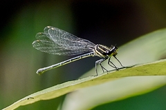 Onychargia atrocyana