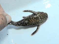 Spotted Raphael Catfish photo 3