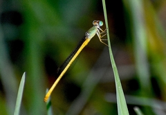 Ceriagrion coromandelianum