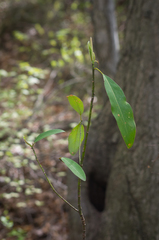 Magnolia virginiana