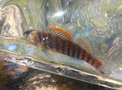 Etheostoma fragi