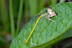 Ceriagrion coromandelianum