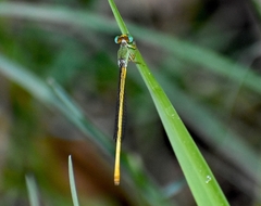 Ceriagrion coromandelianum