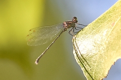 Onychargia atrocyana