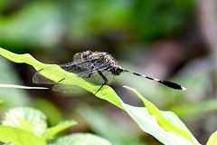 Orthetrum sabina