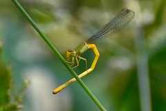 Ceriagrion coromandelianum