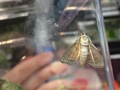Psara dryalis