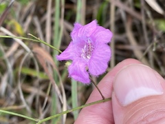 Agalinis oligophylla