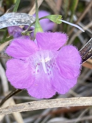 Agalinis oligophylla