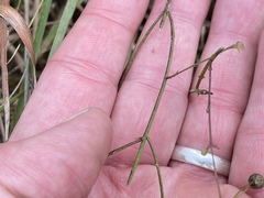 Agalinis oligophylla