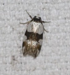 Zonopetala decisana