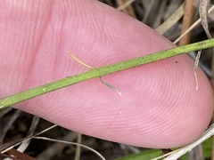 Agalinis oligophylla