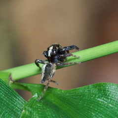 Orientattus hongkong