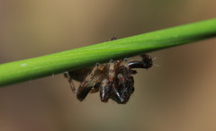 Orientattus hongkong