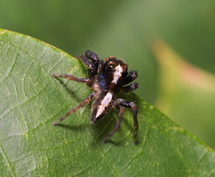 Orientattus hongkong