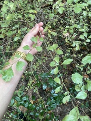 Crataegus spathulata