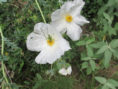 Argemone albiflora texana