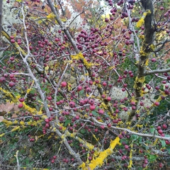 Crataegus monogyna