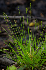 Stellulatae