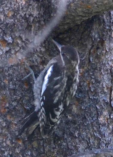 iNaturalist observation photo of Red-breasted Sapsucker