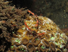 Quadrella maculosa