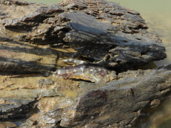 Spotted Raphael Catfish photo 5