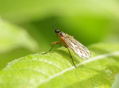 Empis trigramma