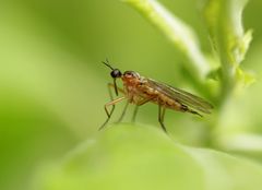 Empis trigramma