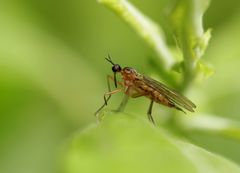 Empis trigramma