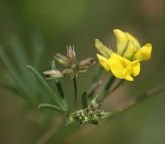 Medicago prostrata