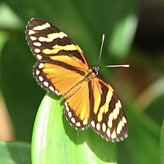 Eresia ithomioides alsina