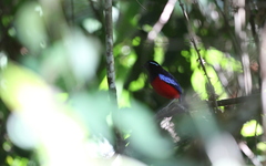 Erythropitta ussheri