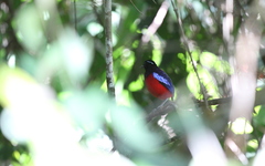 Erythropitta ussheri