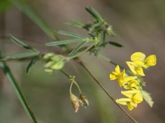Medicago prostrata