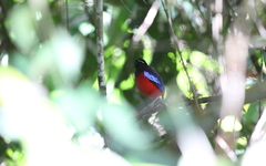 Erythropitta ussheri