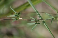Medicago prostrata