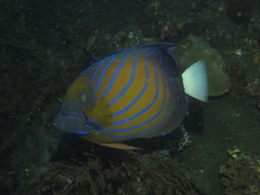 Pomacanthus annularis