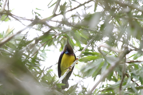Red-throated Sunbird (Anthreptes rhodolaemus), photo 10